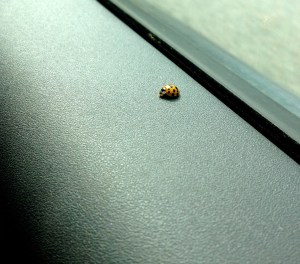 ::this little guy joined for the ride down to VA, I thought it was good luck::