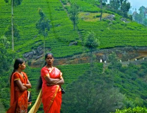 Tea plantations